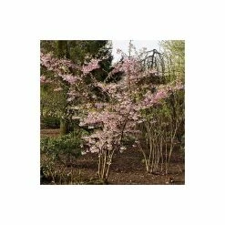 Prunus 'Accolade' | Cherry Blossom Tree | 12L Pot | 150-180cm | By Frank P Matthews -Pink Plants Shop TR016812L add image 3 c0ad