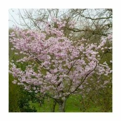 Prunus 'Accolade' | Cherry Blossom Tree | 12L Pot | 150-180cm | By Frank P Matthews -Pink Plants Shop TR016812L add image 5 63ff