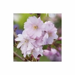 Prunus 'Accolade' | Cherry Blossom Tree 9 Prunus 'Accolade' | Cherry Blossom Tree -Pink Plants Shop TR01689L add image 1 dcfa