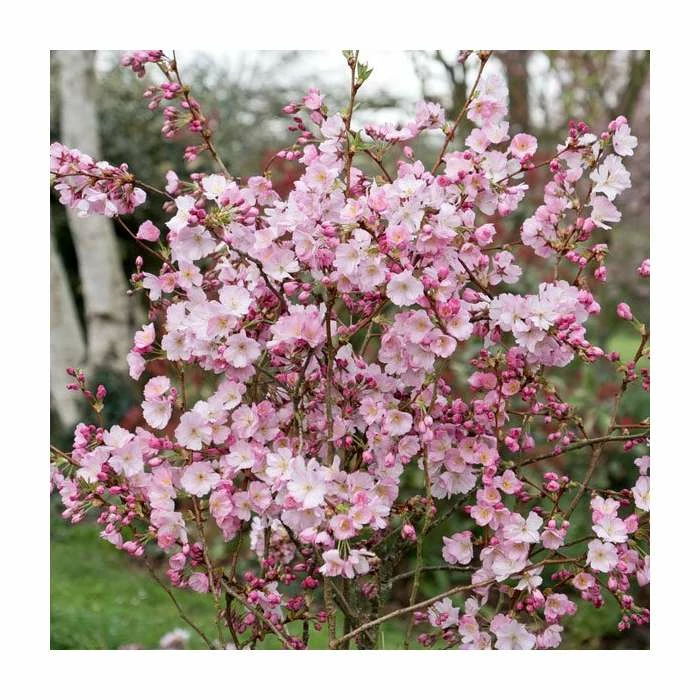 Prunus 'Accolade' | Cherry Blossom Tree 2 Prunus 'Accolade' | Cherry Blossom Tree - Image 2