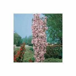 Prunus 'Amanogawa' | Cherry Blossom Tree | 12L Pot | 150-180cm | By Frank P Matthews -Pink Plants Shop TR016912L add image 1 3b26