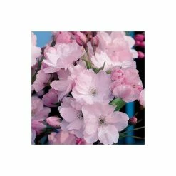 Prunus 'Amanogawa' | Cherry Blossom Tree | 12L Pot | 150-180cm | By Frank P Matthews -Pink Plants Shop TR016912L add image 2 43dd