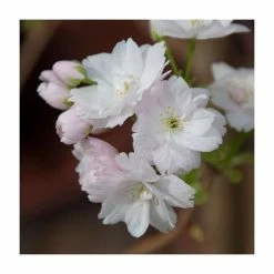 Prunus 'Amanogawa' | Cherry Blossom Tree | 12L Pot | 150-180cm | By Frank P Matthews -Pink Plants Shop TR016912L add image 7 5e8b