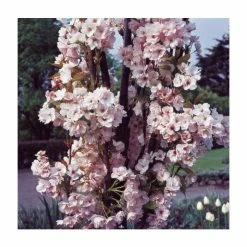 Prunus 'Amanogawa' | Cherry Blossom Tree -Pink Plants Shop TR016925L add image 3 855a