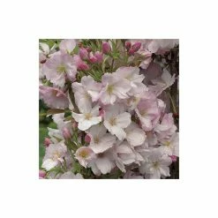 Prunus 'Amanogawa' | Cherry Blossom Tree -Pink Plants Shop TR016925L add image 4 5afc