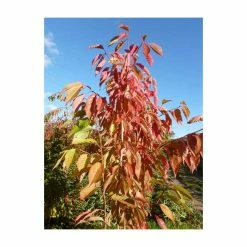 Prunus 'Fragrant Cloud' | 'Shizuka' Tree | Cherry Blossom Tree | 12L Pot | 150-180cm | By Frank P Matthews