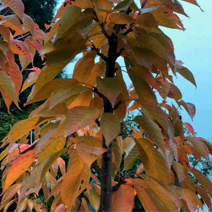 Prunus 'Kanzan' | Cherry Blossom Tree | 12L Pot | 150-180cm | By Frank P Matthews 3 Prunus 'Kanzan' | Cherry Blossom Tree | 12L Pot | 150-180cm | By Frank P Matthews - Image 3