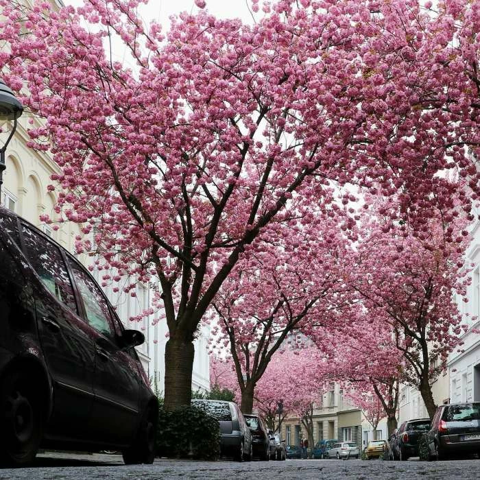 Prunus 'Kanzan' | Cherry Blossom Tree | 12L Pot | 150-180cm | By Frank P Matthews 4 Prunus 'Kanzan' | Cherry Blossom Tree | 12L Pot | 150-180cm | By Frank P Matthews - Image 4