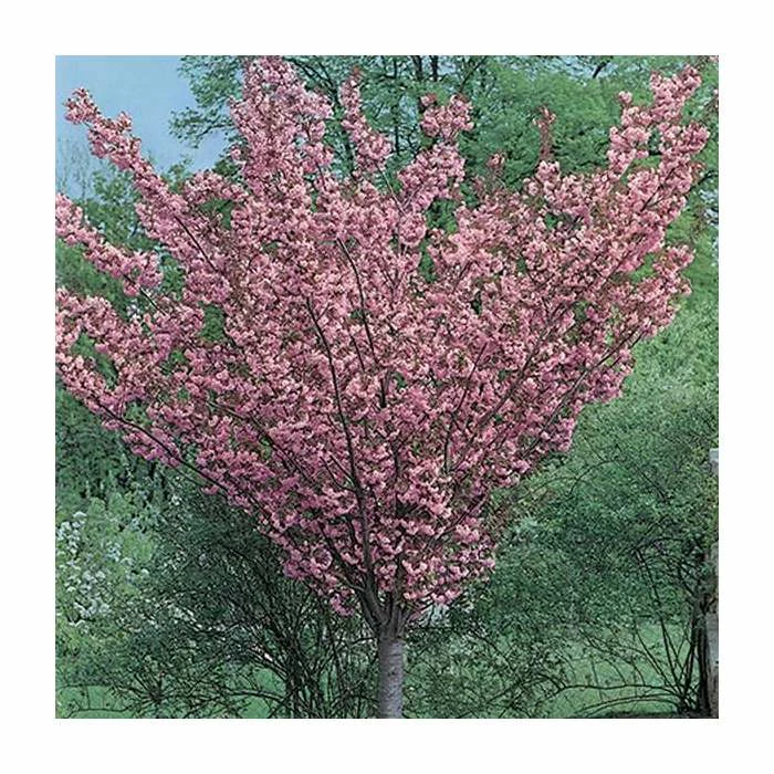 Prunus 'Kanzan' | Cherry Blossom Tree | 12L Pot | 150-180cm | By Frank P Matthews 8 Prunus 'Kanzan' | Cherry Blossom Tree | 12L Pot | 150-180cm | By Frank P Matthews - Image 8
