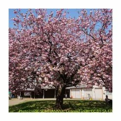 Prunus 'Kanzan' | Cherry Blossom Tree | 12L Pot | 150-180cm | By Frank P Matthews 19 Prunus 'Kanzan' | Cherry Blossom Tree | 12L Pot | 150-180cm | By Frank P Matthews -Pink Plants Shop TR017212L add image 7 488b