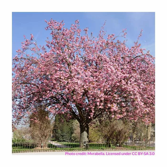 Prunus 'Kanzan' | Cherry Blossom Tree | 12L Pot | 150-180cm | By Frank P Matthews 10 Prunus 'Kanzan' | Cherry Blossom Tree | 12L Pot | 150-180cm | By Frank P Matthews - Image 10