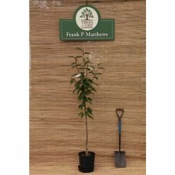 Prunus 'Kanzan' | Cherry Blossom Tree | 12L Pot | 150-180cm | By Frank P Matthews 21 Prunus 'Kanzan' | Cherry Blossom Tree | 12L Pot | 150-180cm | By Frank P Matthews -Pink Plants Shop TR017212L add image 9 7440