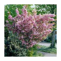 Prunus 'Kanzan' | Cherry Blossom Tree | 12L Pot | 150-180cm | By Frank P Matthews