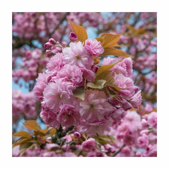 Prunus 'Kanzan' | Cherry Blossom Tree | 12L Pot | 150-180cm | By Frank P Matthews 2 Prunus 'Kanzan' | Cherry Blossom Tree | 12L Pot | 150-180cm | By Frank P Matthews - Image 2