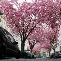 Prunus 'Kanzan' | Cherry Blossom Tree -Pink Plants Shop TR0172 add image 2 0d40