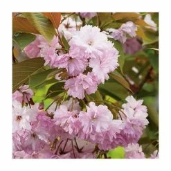 Prunus 'Kanzan' | Cherry Blossom Tree -Pink Plants Shop TR0172 add image 3 1857