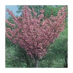 Prunus 'Kanzan' | Cherry Blossom Tree -Pink Plants Shop TR0172 add image 6 6f03