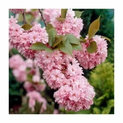 Prunus 'Kanzan' | Cherry Blossom Tree -Pink Plants Shop TR0172 add image 7 d7d2