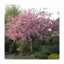 Prunus 'Kanzan' | Cherry Blossom Tree -Pink Plants Shop TR0172 add image 8 347e