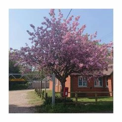 Prunus 'Kanzan' | Cherry Blossom Tree -Pink Plants Shop TR0172 add image 9 25d6