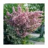 Prunus 'Kanzan' | Cherry Blossom Tree