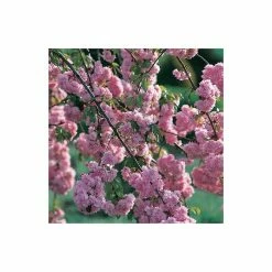 Prunus 'Kiku Shidare Zakura' | Cherry Blossom Tree -Pink Plants Shop TR017312L add image 1 339e