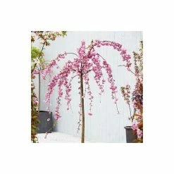 Prunus 'Kiku Shidare Zakura' | Cherry Blossom Tree -Pink Plants Shop TR017312L add image 2 328e