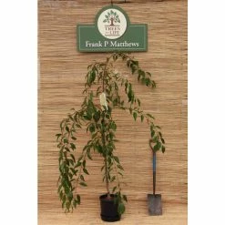 Prunus 'Kiku Shidare Zakura' | Cherry Blossom Tree -Pink Plants Shop TR017312L add image 6 18e9