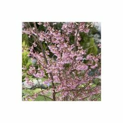 Prunus 'Okame' | Cherry Blossom Tree -Pink Plants Shop TR01749L add image 1 4d7b