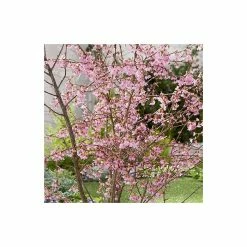 Prunus 'Okame' | Cherry Blossom Tree -Pink Plants Shop TR01749L add image 2 6483