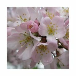Prunus padus 'Pandora' | Cherry Blossom Tree -Pink Plants Shop TR01759L add image 1 3d8c
