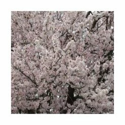 Prunus padus 'Pandora' | Cherry Blossom Tree -Pink Plants Shop TR01759L add image 2 91f5