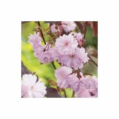 Prunus serrulata 'Royal Burgundy' | Cherry Blossom Tree | 12L Pot | 150-180cm | By Frank P Matthews -Pink Plants Shop TR017812L add image 1 51d2