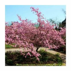 Prunus sargentii | Cherry Blossom Tree -Pink Plants Shop TR01799L add image 1 3c85
