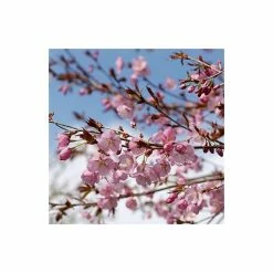 Prunus sargentii | Cherry Blossom Tree -Pink Plants Shop TR01799L add image 2 0ac8