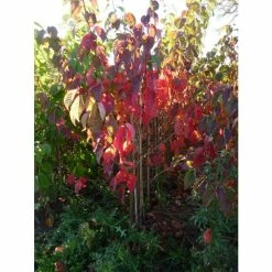 Prunus sargentii | Cherry Blossom Tree -Pink Plants Shop TR01799L add image 3 bec6