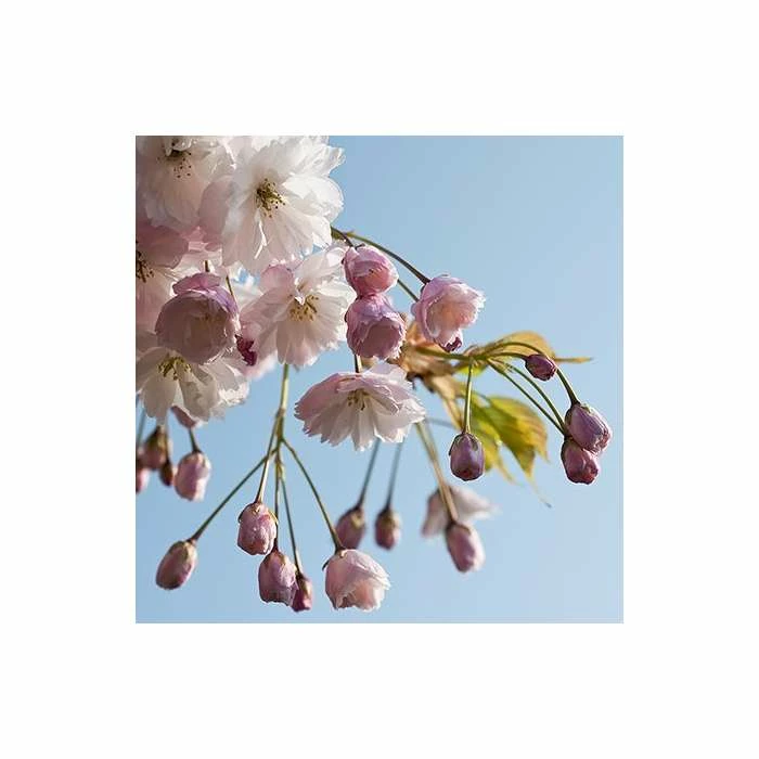 Prunus serrulata 'Shirofugen' | Cherry Blossom Tree 4 Prunus serrulata 'Shirofugen' | Cherry Blossom Tree - Image 4
