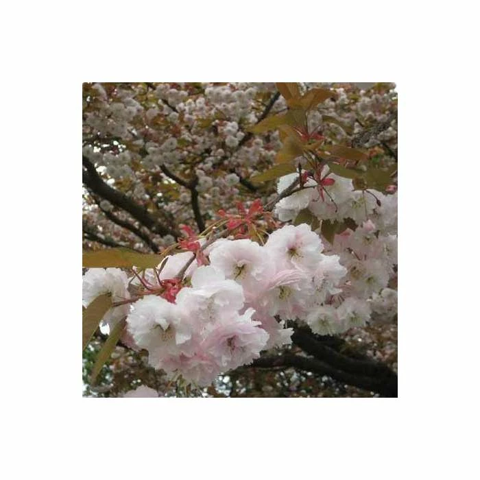 Prunus serrulata 'Shirofugen' | Cherry Blossom Tree 5 Prunus serrulata 'Shirofugen' | Cherry Blossom Tree - Image 5