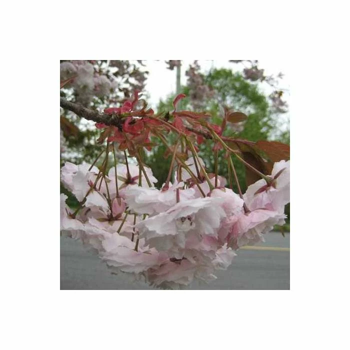 Prunus serrulata 'Shirofugen' | Cherry Blossom Tree 6 Prunus serrulata 'Shirofugen' | Cherry Blossom Tree - Image 6