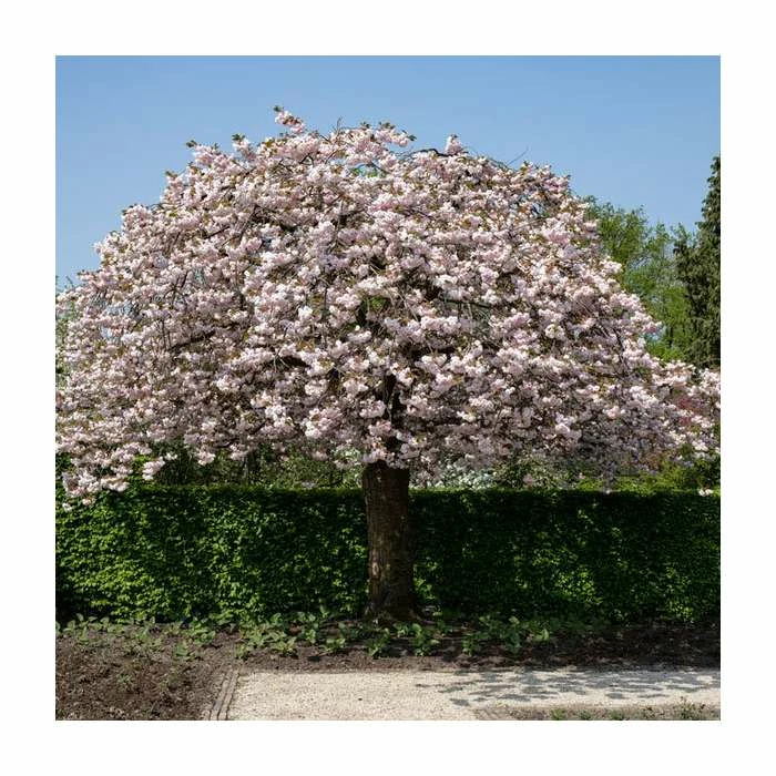 Prunus serrulata 'Shirofugen' | Cherry Blossom Tree 1 Prunus serrulata 'Shirofugen' | Cherry Blossom Tree