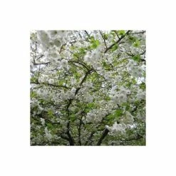Prunus 'Shogetsu' | Blushing Bride | Cherry Blossom Tree | 12L Pot | 150-180cm | By Frank P Matthews -Pink Plants Shop TR018212L add image 1 5abd