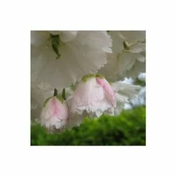 Prunus 'Shogetsu' | Blushing Bride | Cherry Blossom Tree | 12L Pot | 150-180cm | By Frank P Matthews -Pink Plants Shop TR018212L add image 2 251b