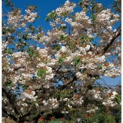 Prunus 'Shogetsu' | Blushing Bride | Cherry Blossom Tree | 12L Pot | 150-180cm | By Frank P Matthews -Pink Plants Shop TR018212L add image 3 6e32