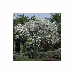 Prunus 'Shogetsu' | Blushing Bride | Cherry Blossom Tree | 12L Pot | 150-180cm | By Frank P Matthews -Pink Plants Shop TR018212L add image 4 a594