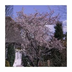 Prunus x subhirtella 'Autumnalis Rosea' | Winter-flowering Cherry Blossom Tree | 12L Pot | 150-180cm | By Frank P Matthews