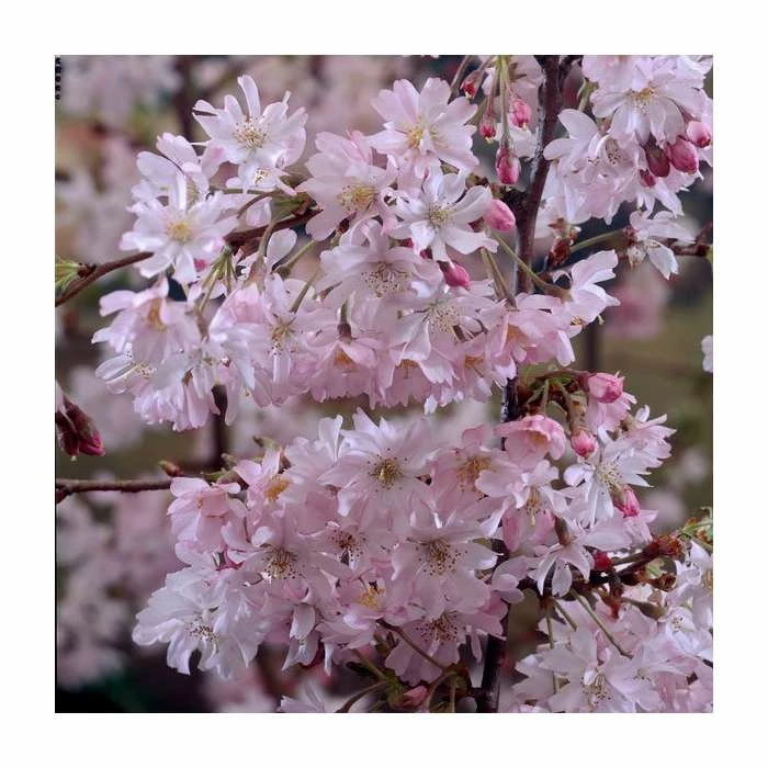 Prunus x subhirtella 'Autumnalis Rosea' | Cherry Blossom Tree 2 Prunus x subhirtella 'Autumnalis Rosea' | Cherry Blossom Tree - Image 2