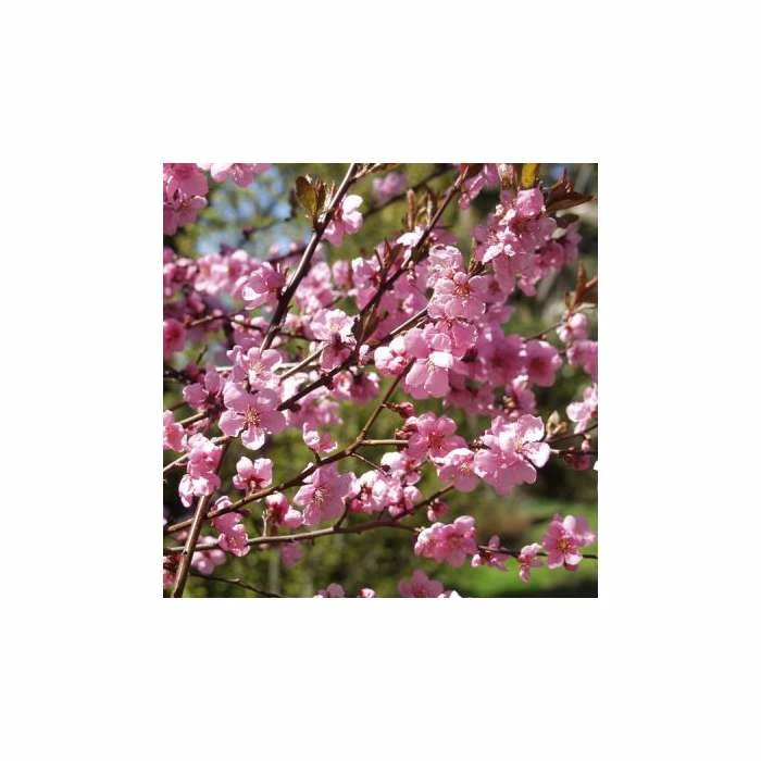 Prunus x persicoides 'Spring Glow' | Cherry Blossom Tree 1 Prunus x persicoides 'Spring Glow' | Cherry Blossom Tree