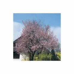 Prunus cerasifera 'Nigra' | Cherry Blossom Tree | 12L Pot | 150-180cm | By Frank P Matthews -Pink Plants Shop TR018812L add image 2 57c7