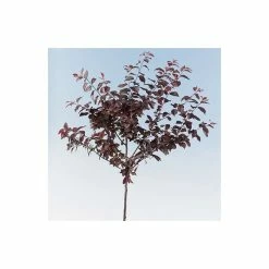 Prunus cerasifera 'Nigra' | Cherry Blossom Tree | 12L Pot | 150-180cm | By Frank P Matthews -Pink Plants Shop TR018812L add image 3 106c
