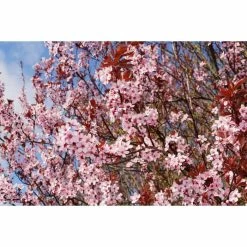 Prunus cerasifera 'Nigra' | Cherry Blossom Tree | 12L Pot | 150-180cm | By Frank P Matthews -Pink Plants Shop TR018812L rollover image 508a
